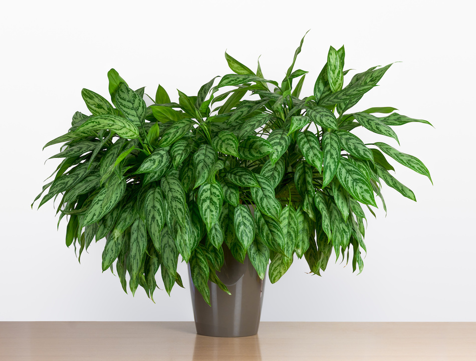 Potted Chinese Evergreen Plant