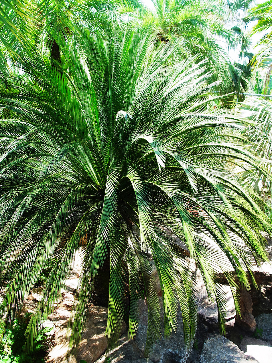Dwarf Date Palm for Indoor Air Quality