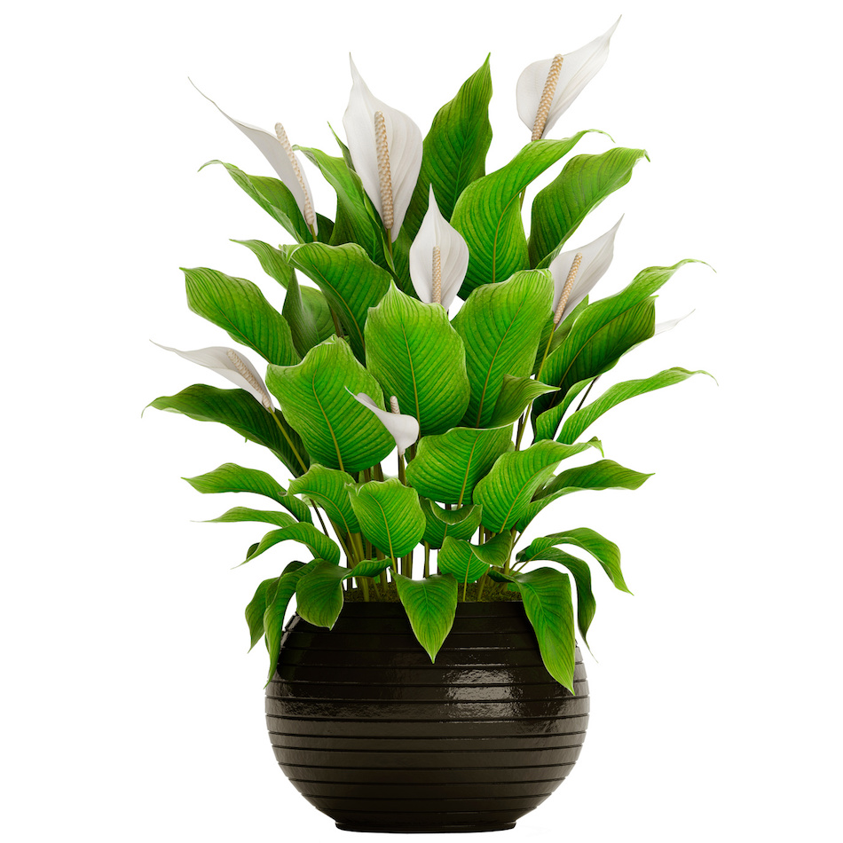Peace Lily for Air Purification