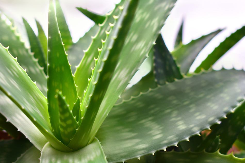 Air-Purifying Aloe Vera Plant