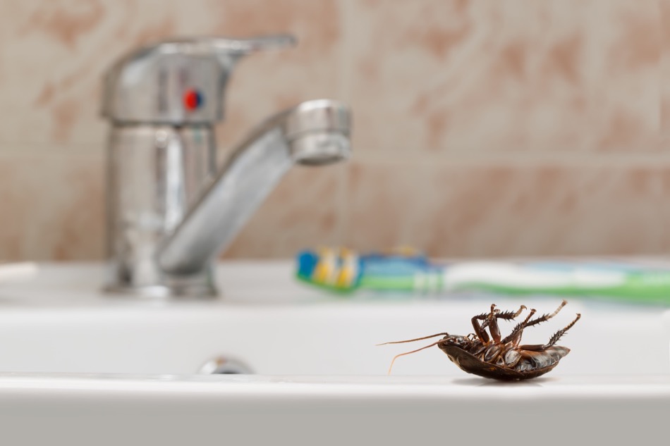 A Simple Guide to Pest Remediation in the Home