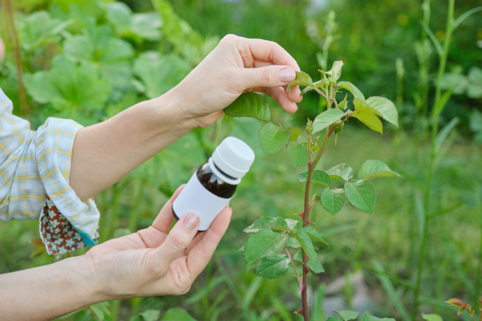 Using Neem Oil to Prevent Garden Pests