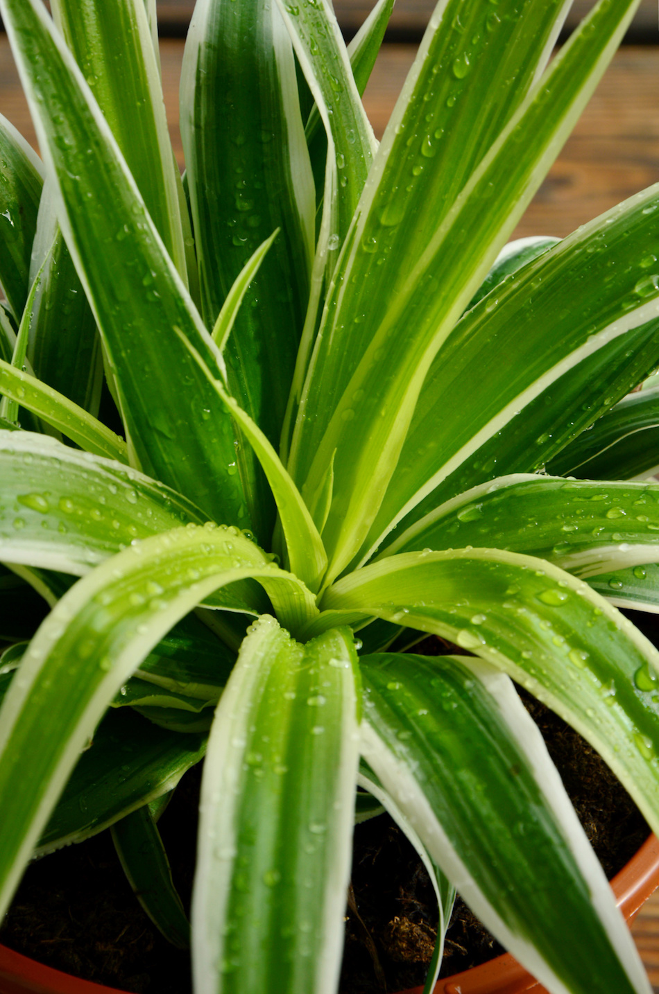 Spider Plant for Reducing Air Pollution