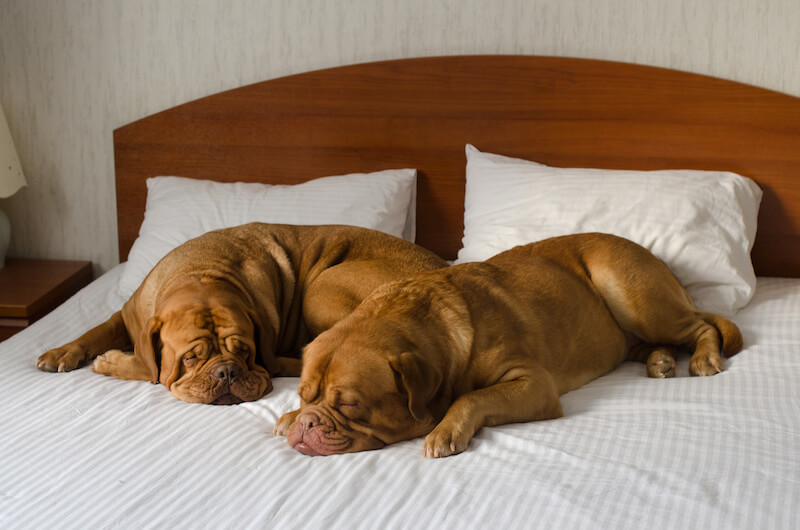Dog-Friendly Hotels in Victoria, BC